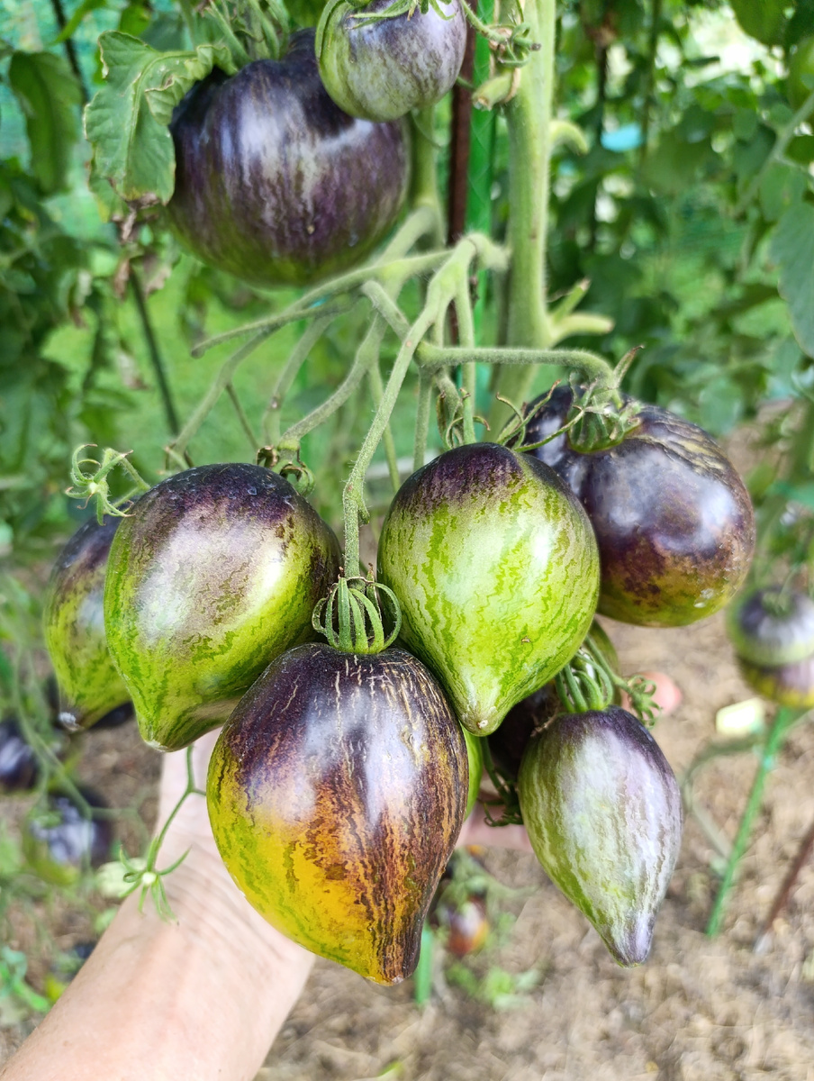 Вполне приличные кисти на кустах