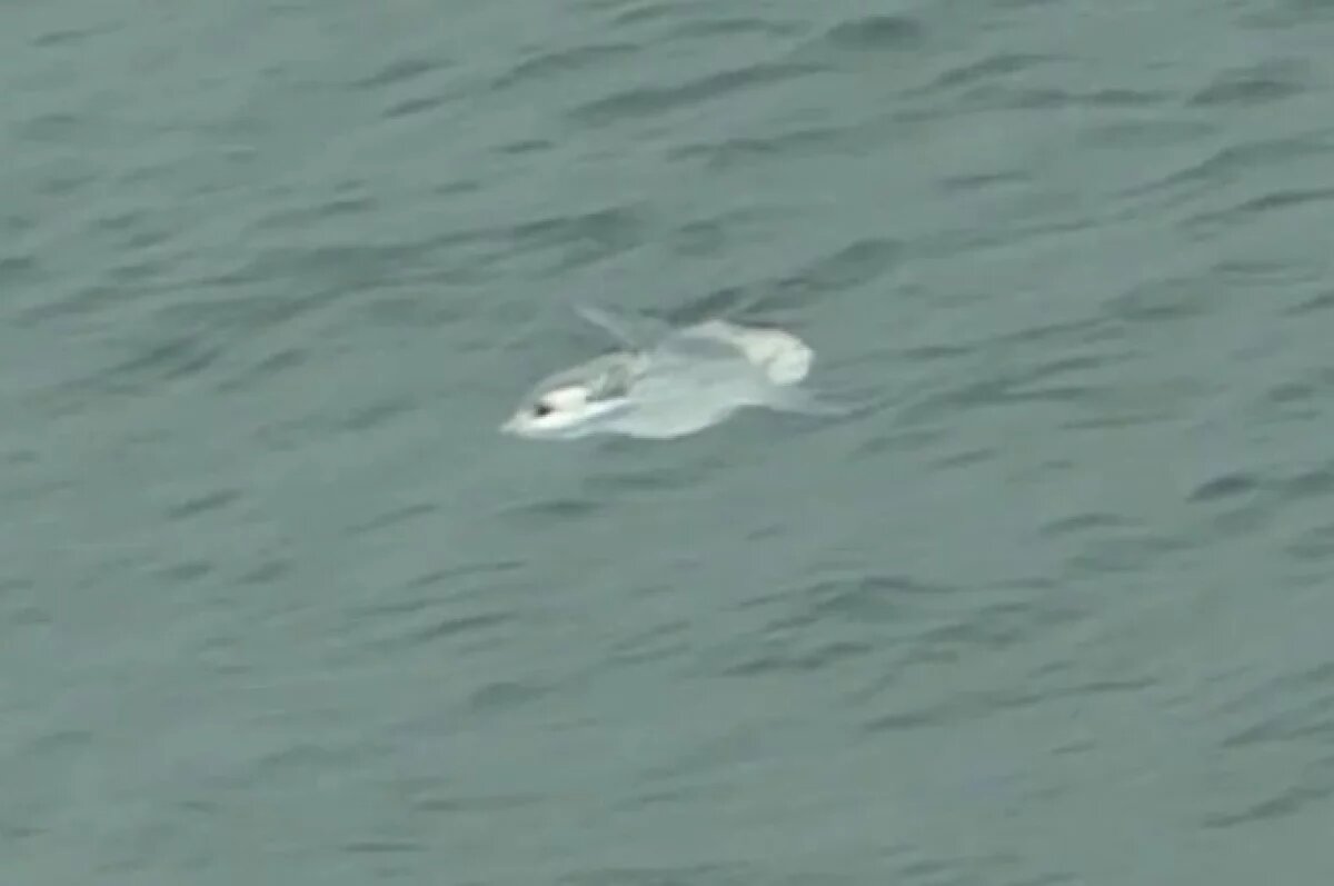    Гигантская луна-рыба всплыла на пляже в Британии и напугала отдыхающих