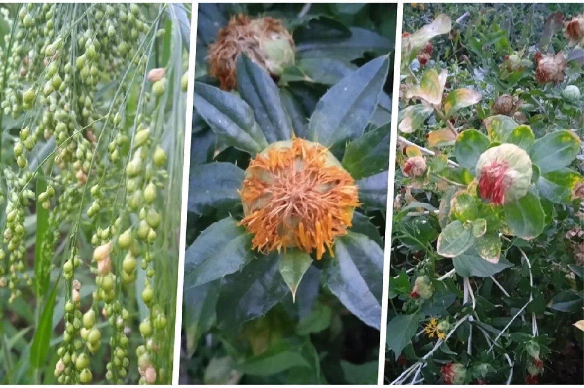    Вот они, новые перспективные сорта: просо «Мелания», сафлор «Сашок» шипованный, сафлор «Данил» бесшипный.