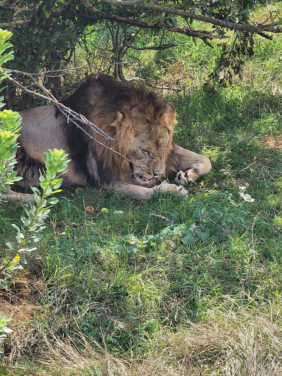 Лев в парке Тайган