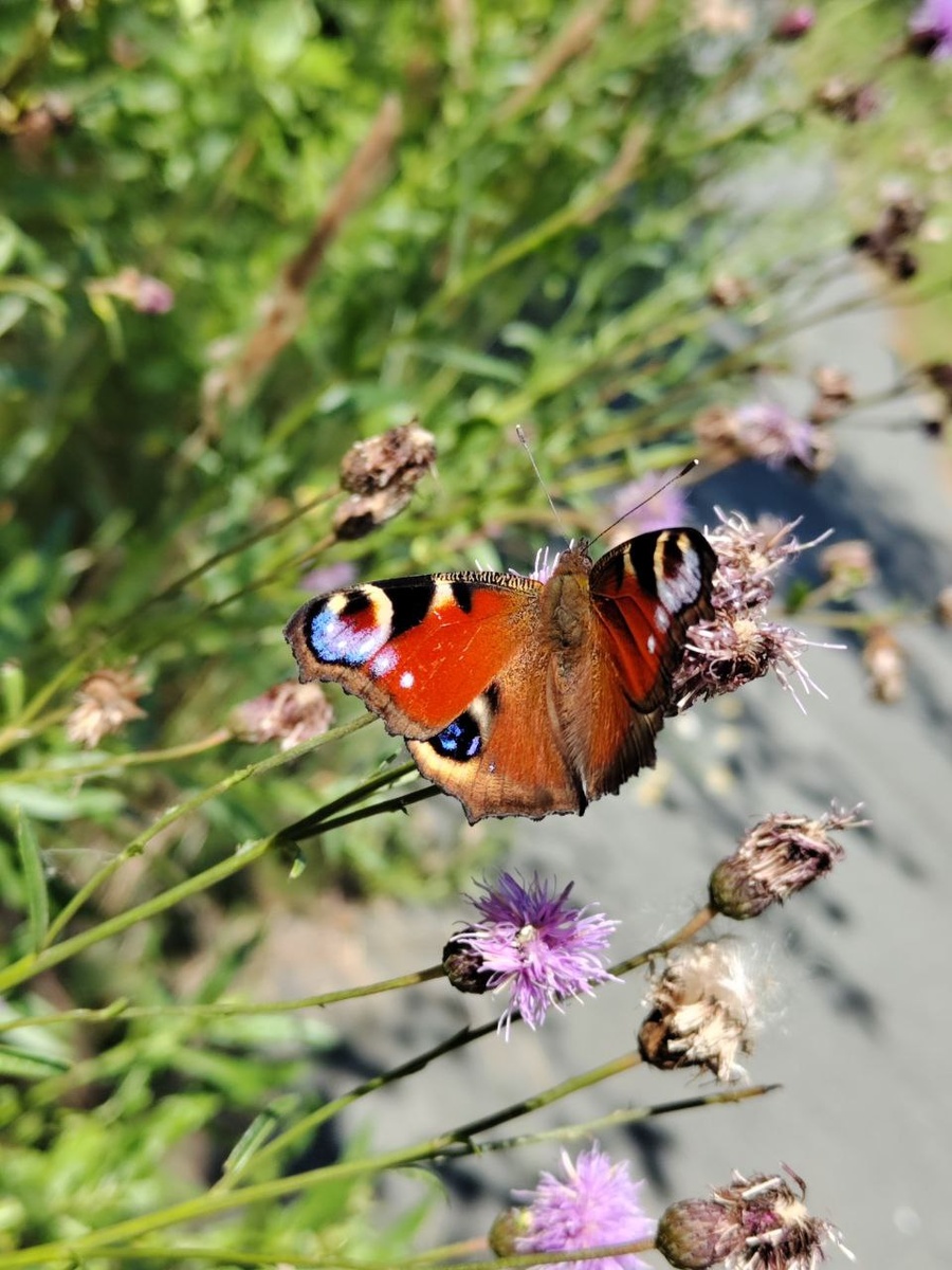 павлиний глаз