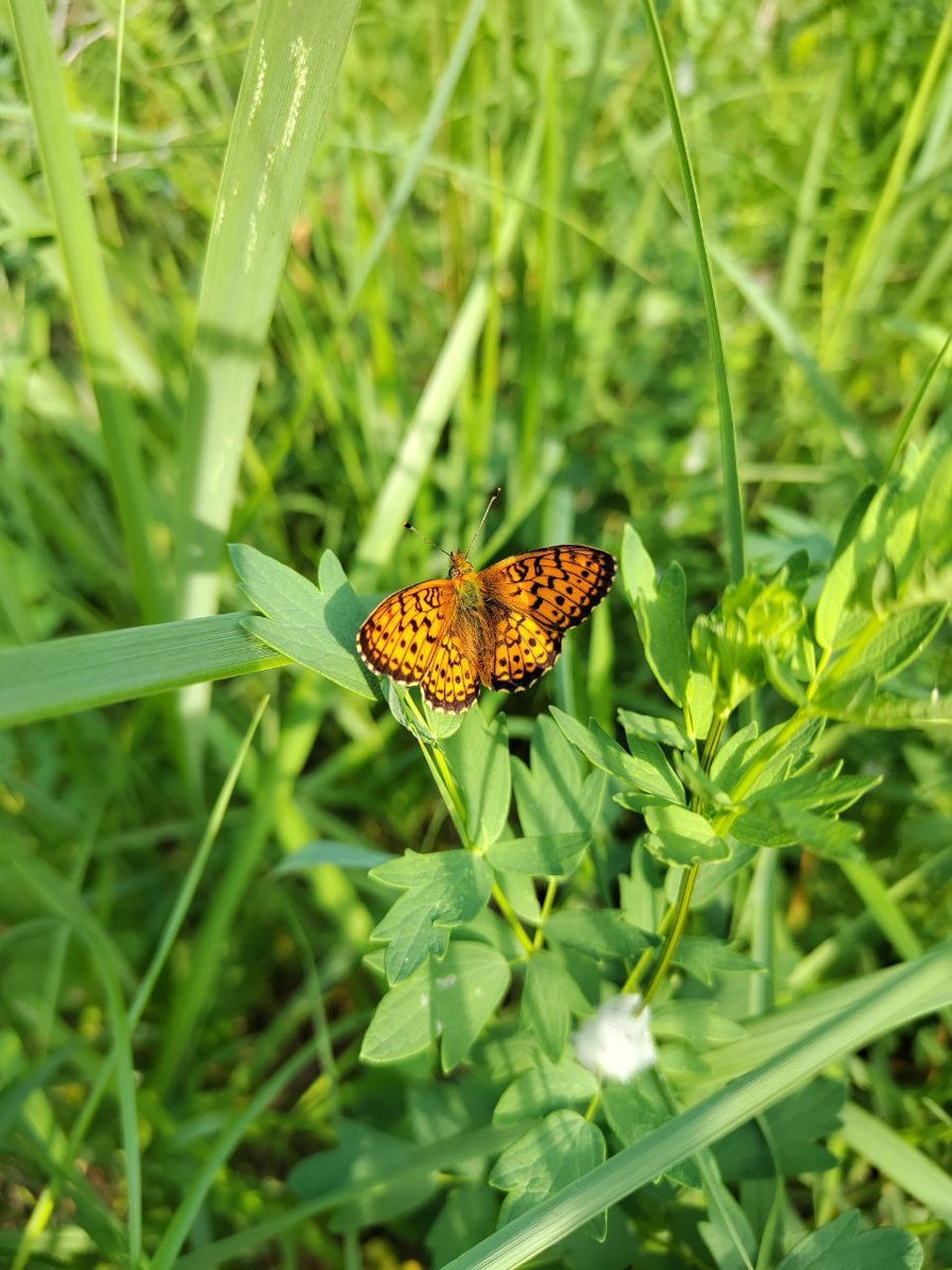 моя фотоохота