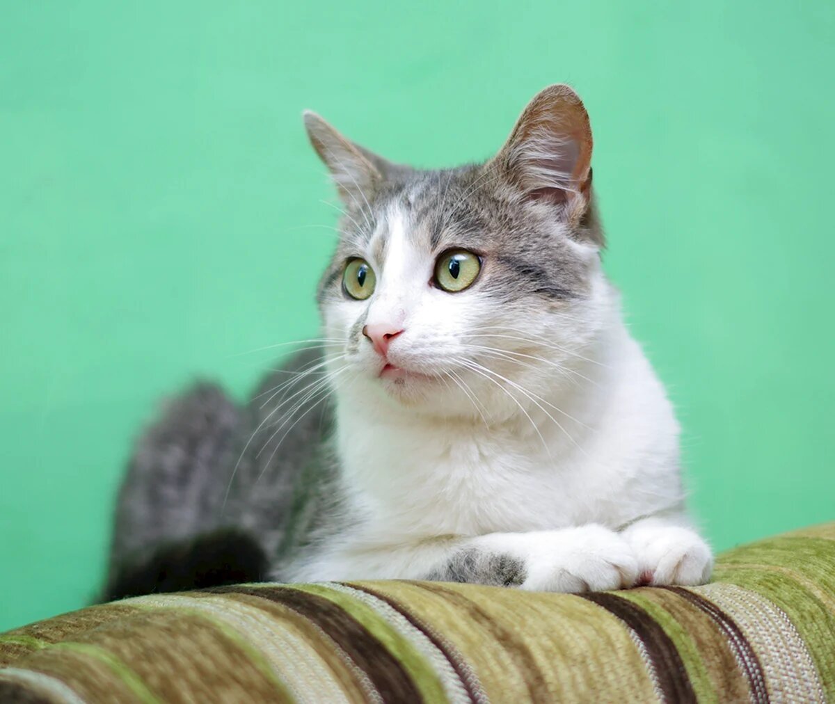 Элегантность в каждом взгляде.