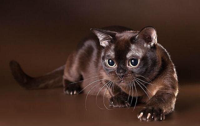 Бархатное совершенство.