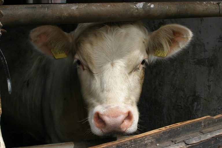    Ясненские животноводы инвентаризировали скот по породному составу Алла Черкесатова