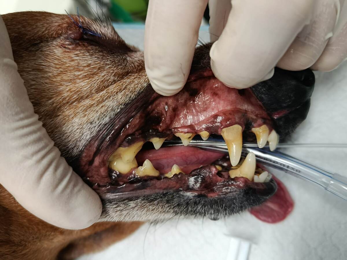 До профессиональной чистки зубов