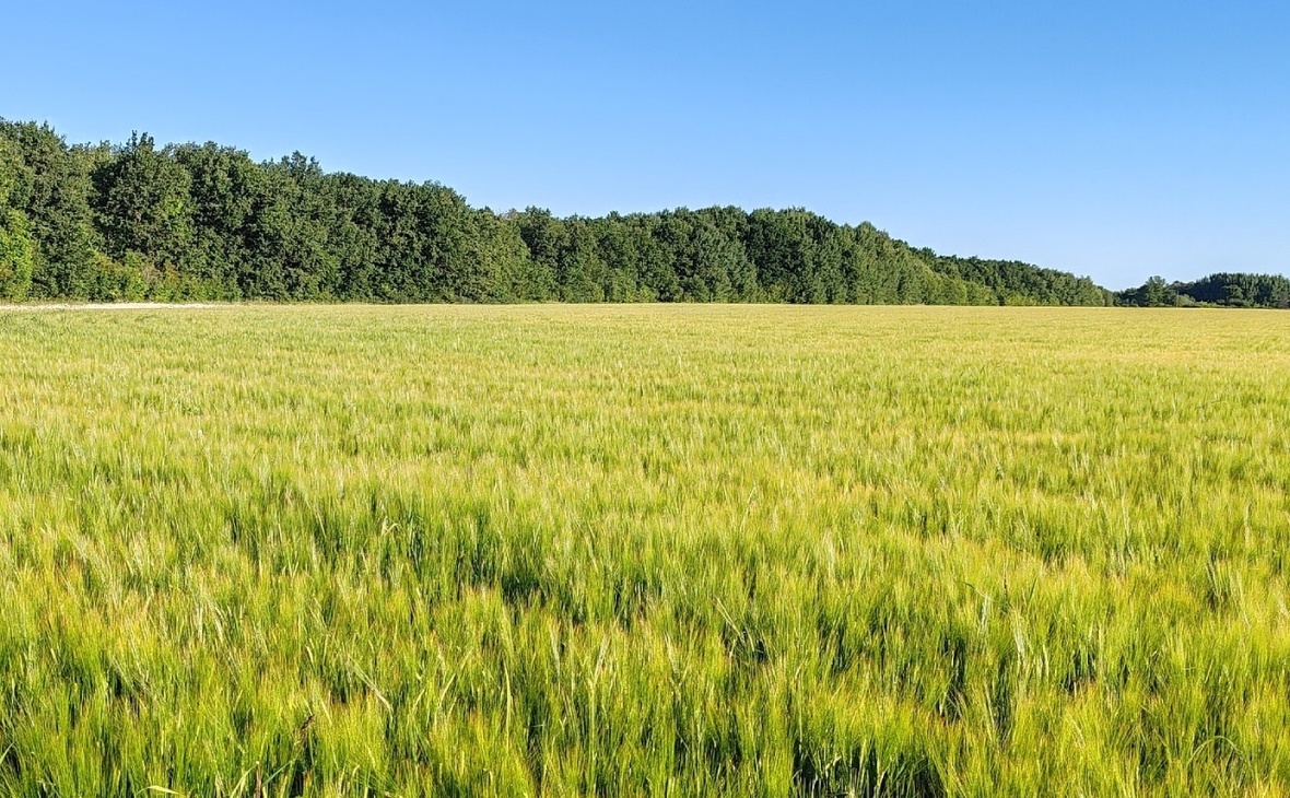 Фото: РБК Черноземье