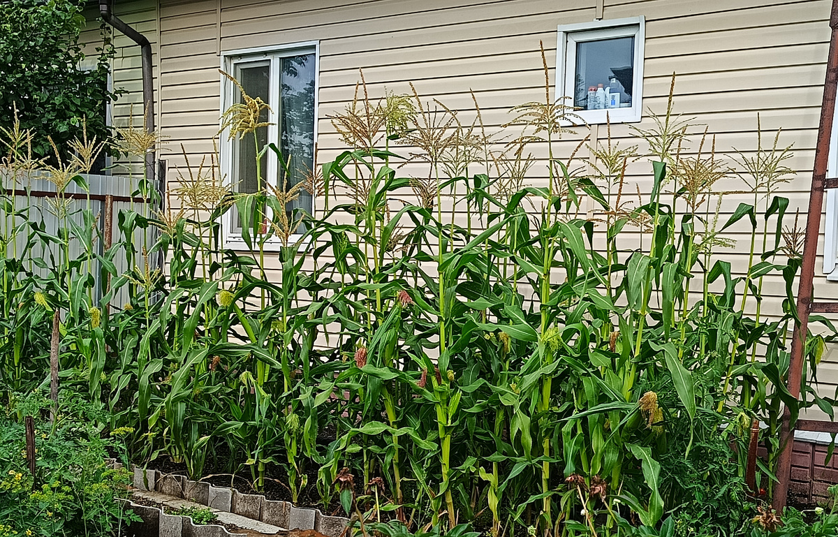 Кукуруза вымахала с полдома