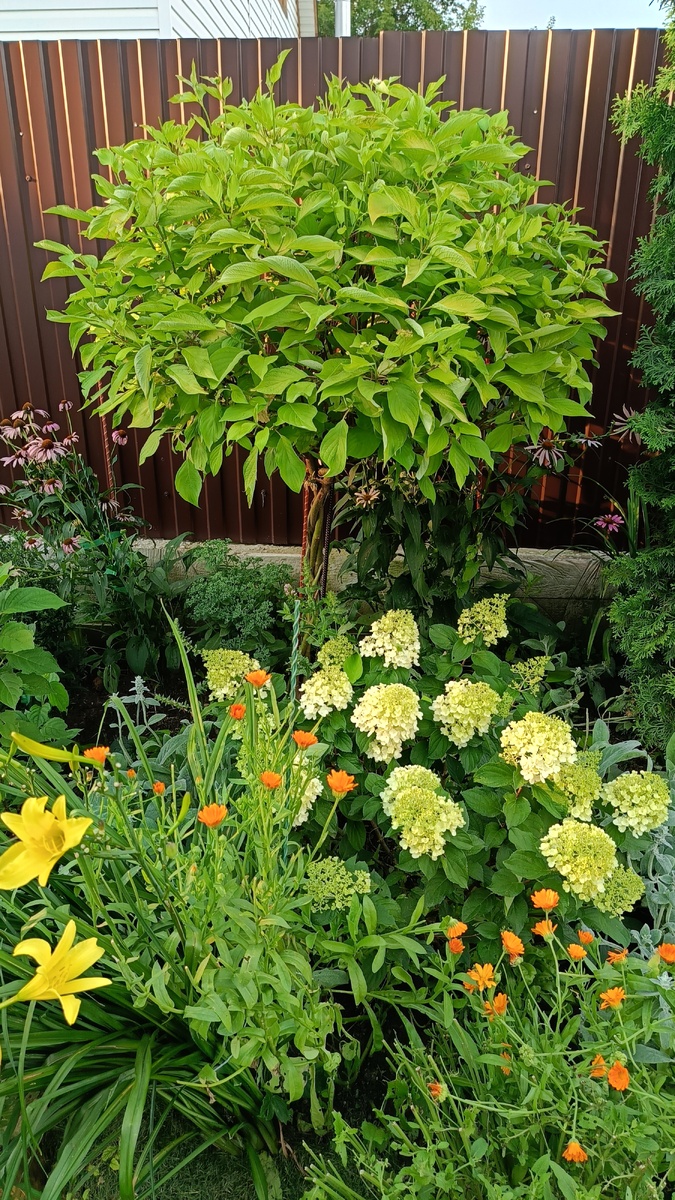 Сад автора, Дёрен Белый Ауреа, крона нарастает 4й сезон