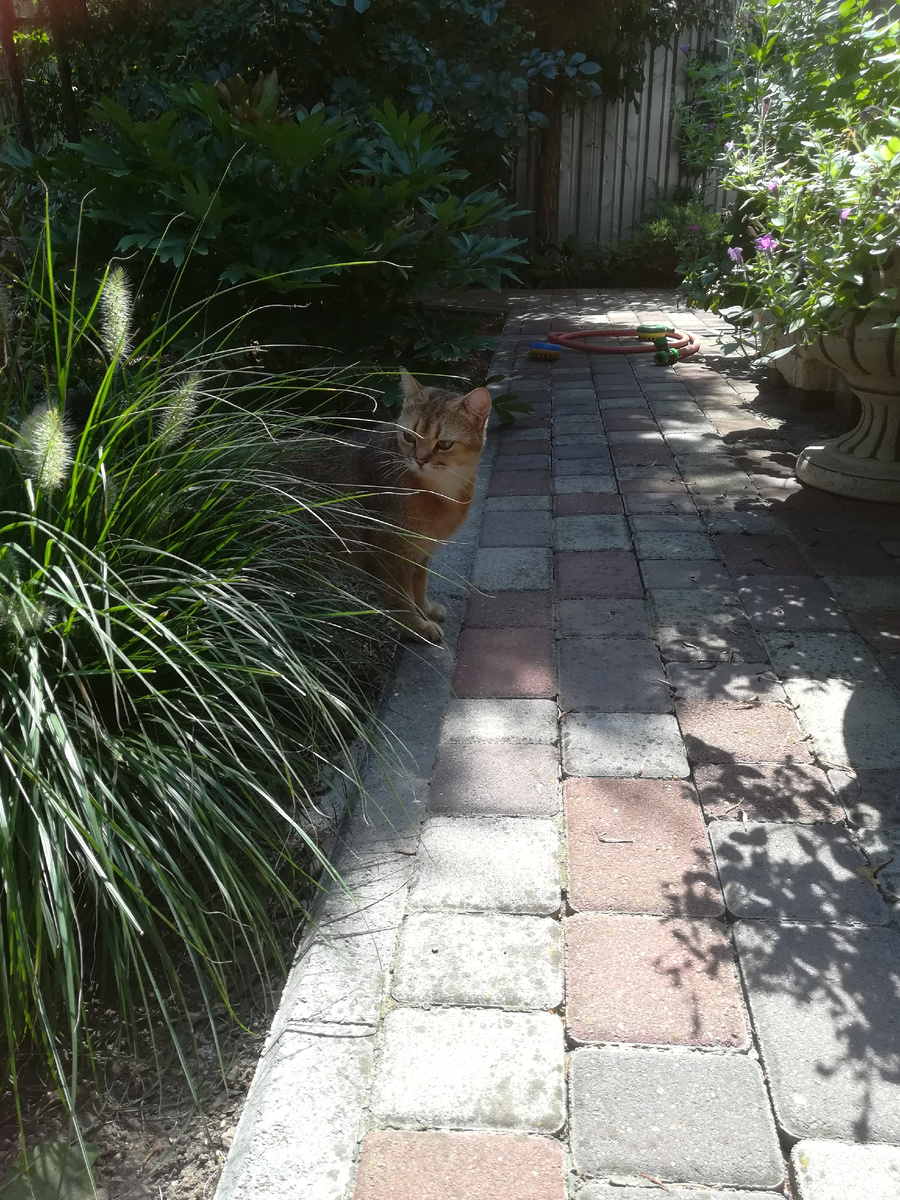 Я - не я, и земля из горшка не моя! 