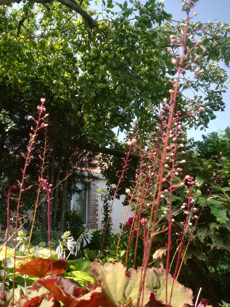 Флорина в этом году богатая. Аж на можжевельник опирается, склонясь. Тяжко ей. 