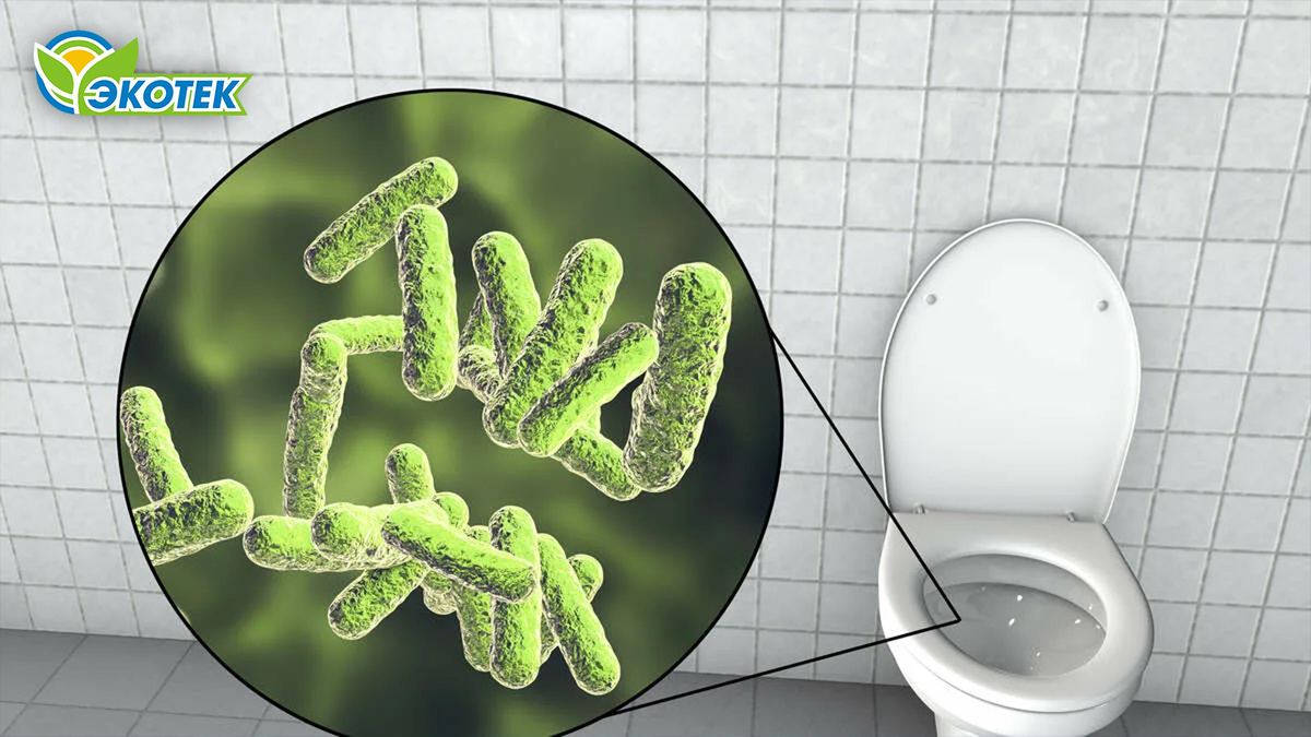 Бактерии для канализации: какими бывают и как работают? Экотек