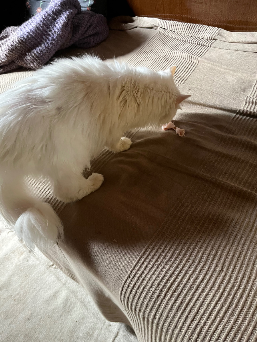 Все тащит на кровать