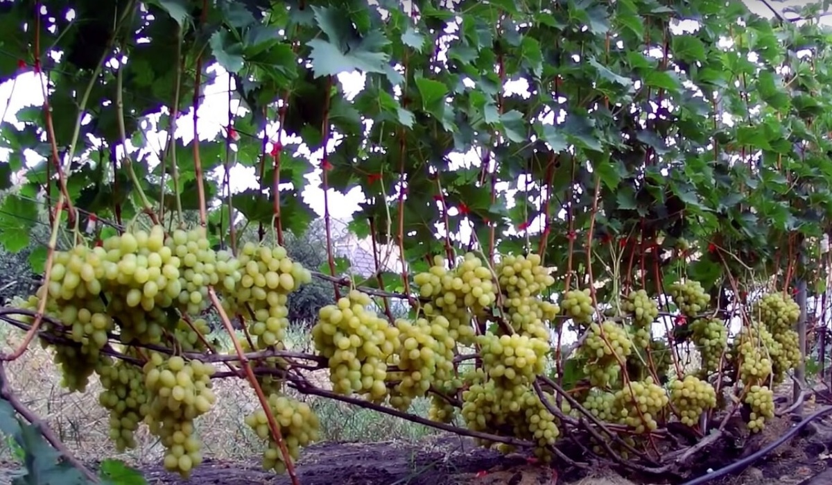 Август: Подкормка винограда для сладких и сочных ягод. Фото автора