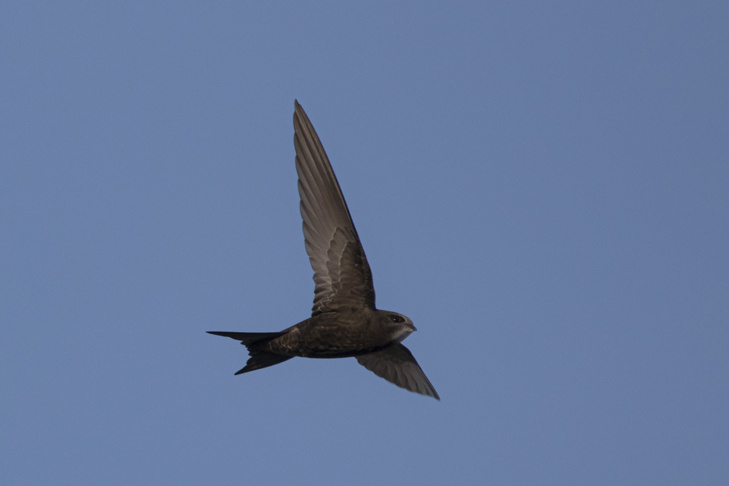    Черный стриж. Фото: Денис Жбир