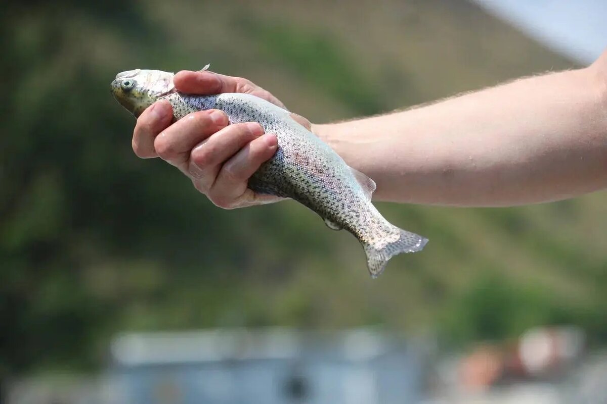 Фото:пресс-служба Главы и правительства Ингушетии