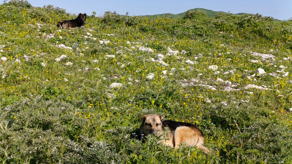 Пастушьи собаки возле дороги, где паслось стадо. Июнь 2025. Фото автора.