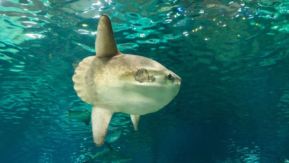    Фото: Alex_Vinci/Shutterstock/Fotodom