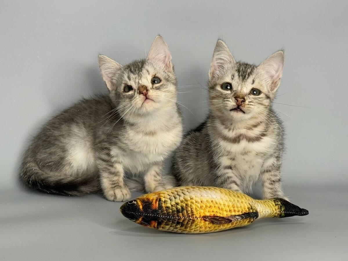 Вот они два котенка-утенка, которые никогда не станут прекрасными лебедями. 