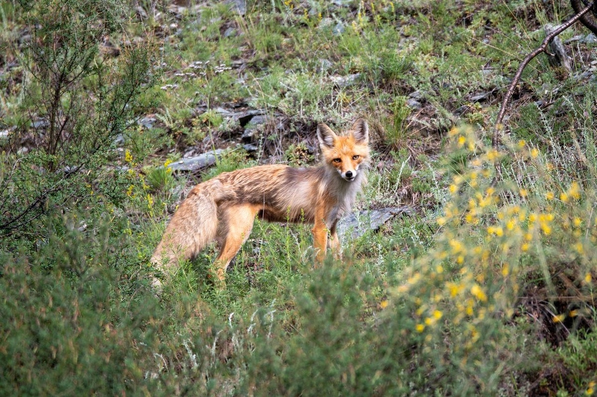     Лисица пришла к домику инспекторов в Саяно-Шушенском заповеднике