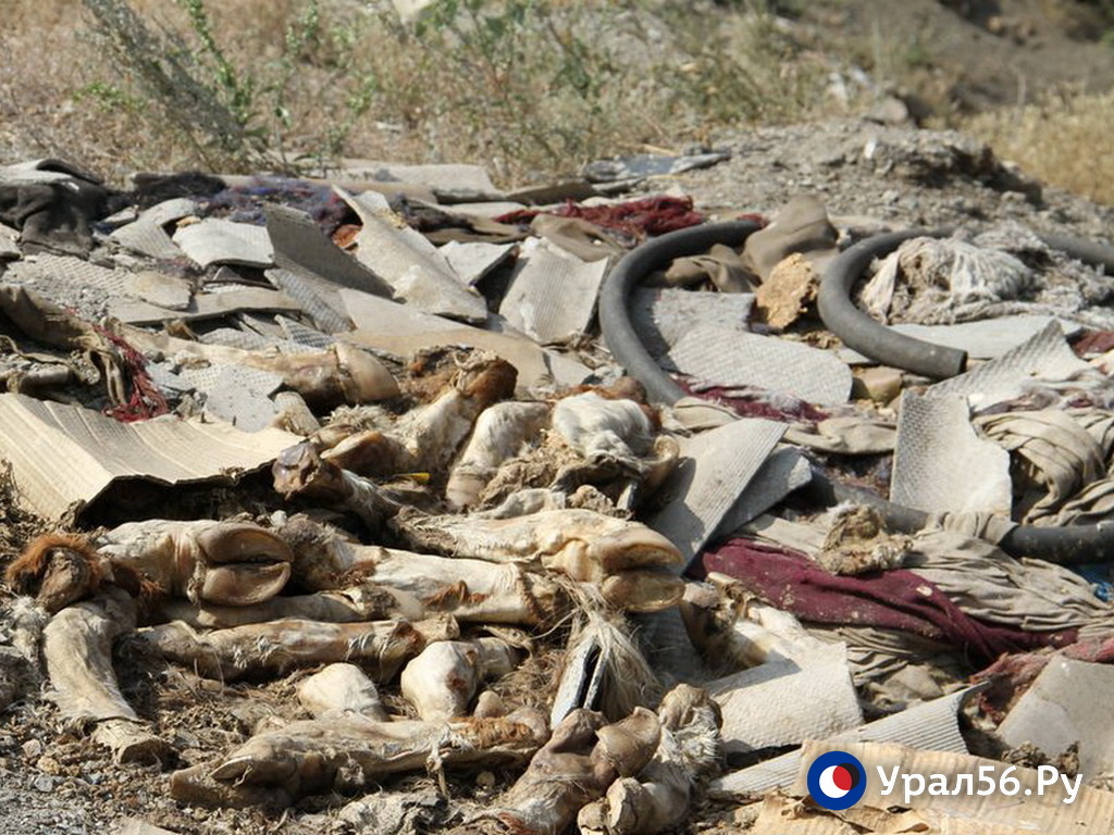    В Оренбургской области за 6 млн рублей готовы закрыть скотомогильники, вскрытые из-за паводка 2024 года