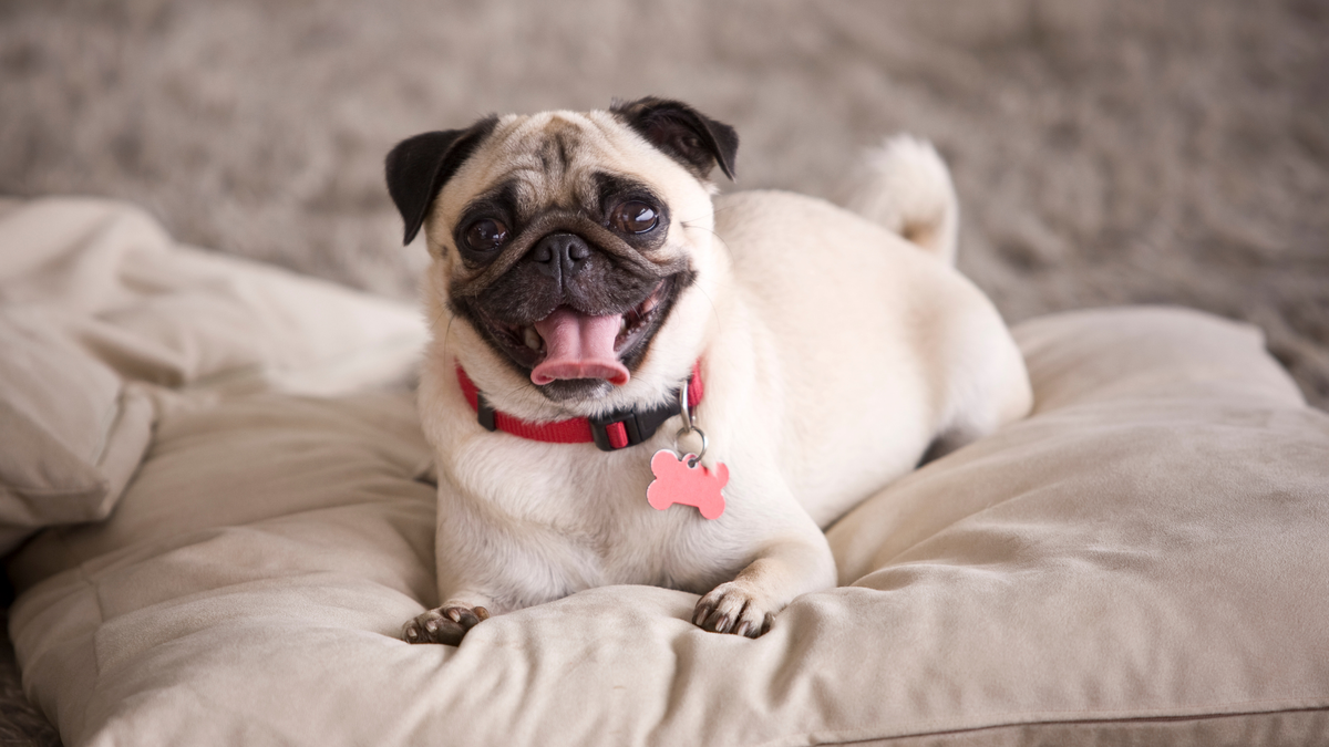 Когда ты не просто собака, а Его Величество.