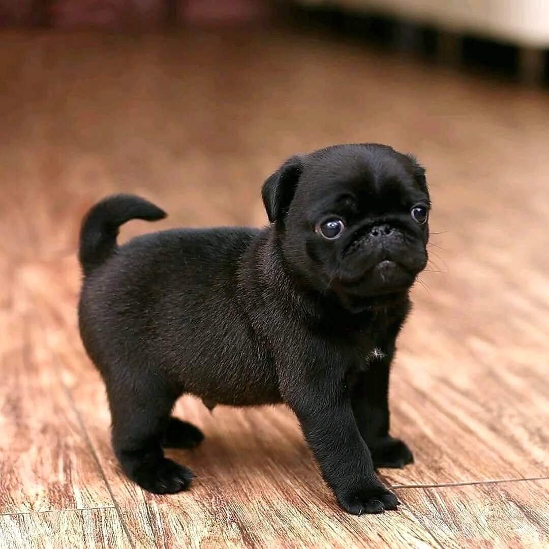 Знакомьтесь, маленький Принц.