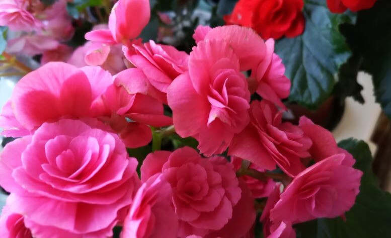 Бегония. Фото автора