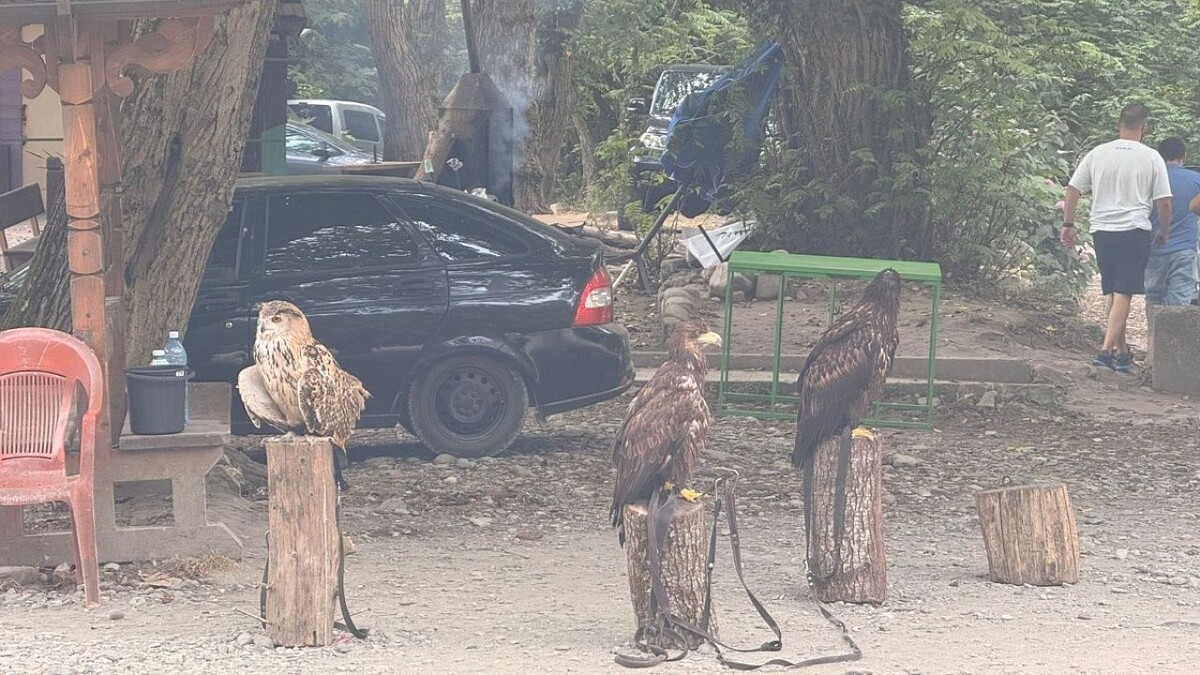    Фото: пресс-служба Сочинского национального парка