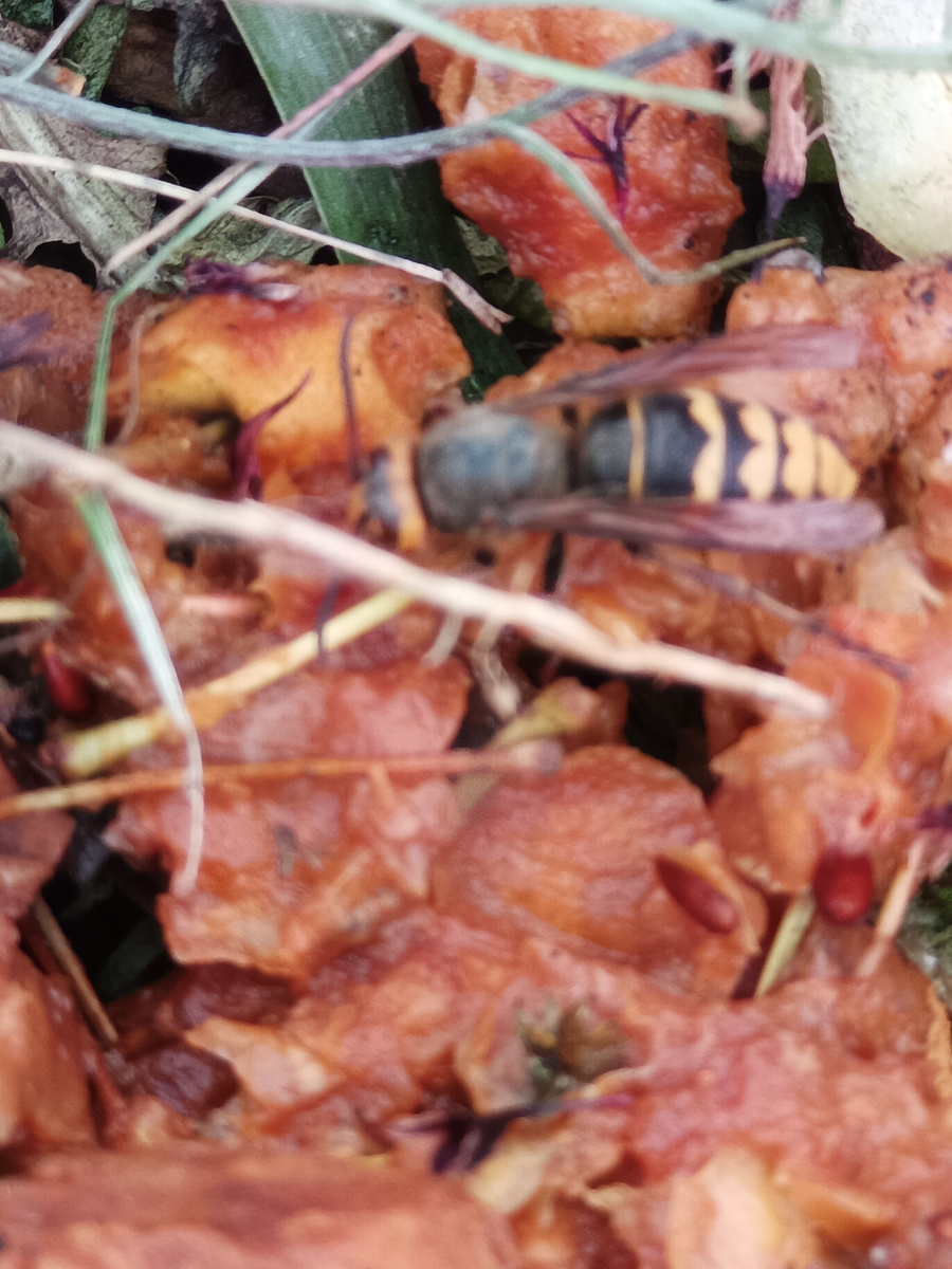 Шершень лакомится забродившими яблоками