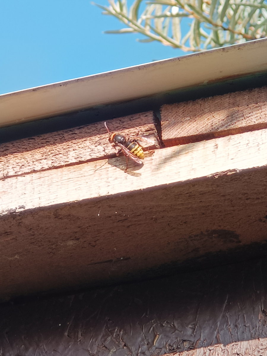 Шершень обыкновенный