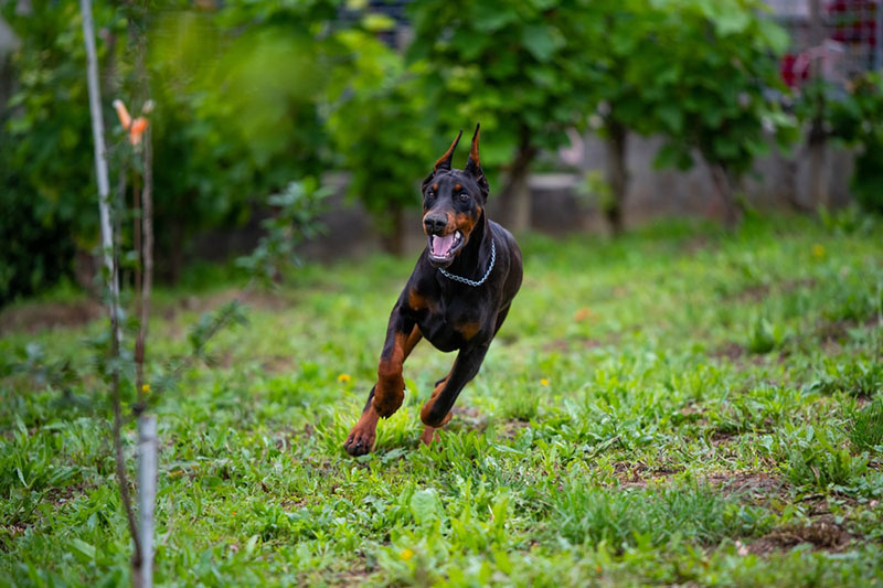 Ганс на прогулке.
