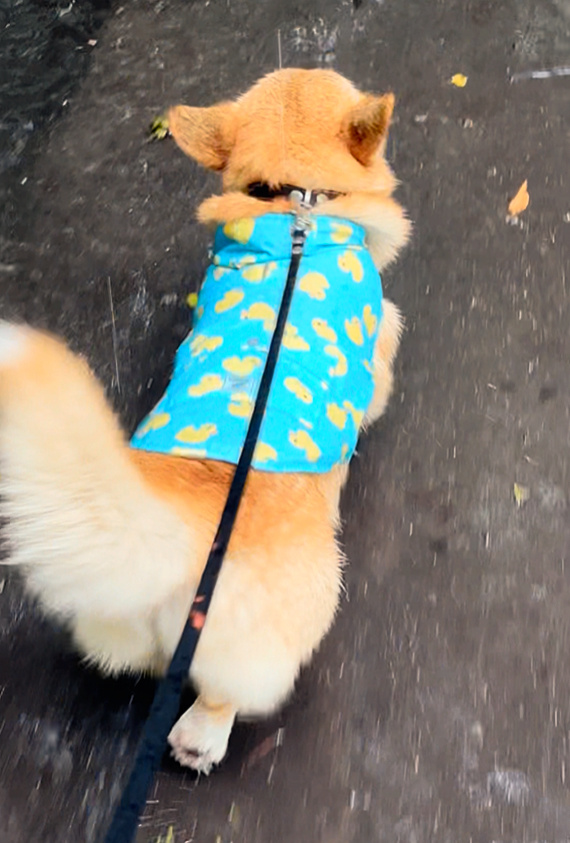 Дождевик с уточками