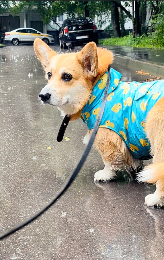 Корги в дождевике