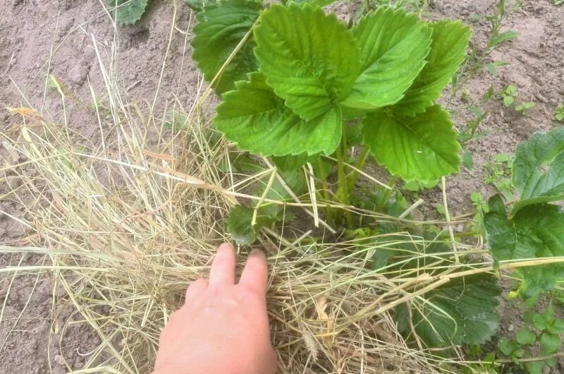 5 важных работ по уходу за клубникой в августе, чтобы ягоды были крупные и вкусные