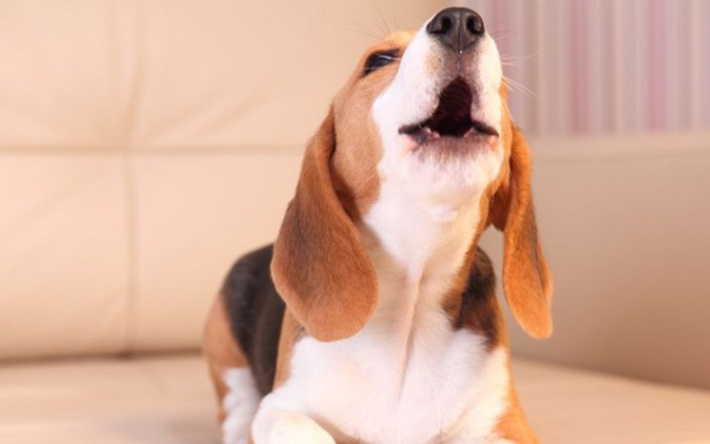 Это поет Тенор. Соседи в восторге.