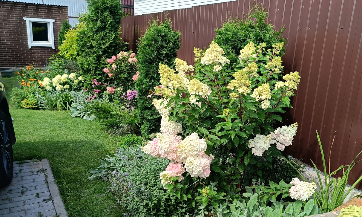 Сад автора, Гортензия на штамбе Ванила Фрайз (передний план) и Фрайзэ Мельба (задний план)