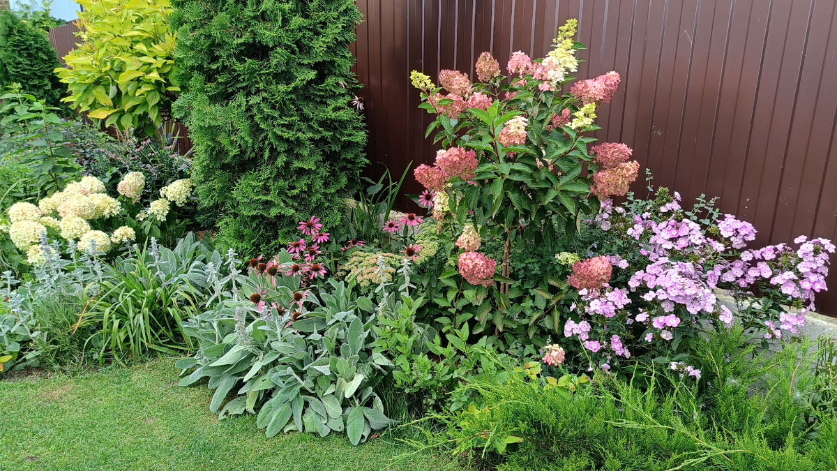 Сад автора, гортензия на штамбе Фрайзэ Мельба