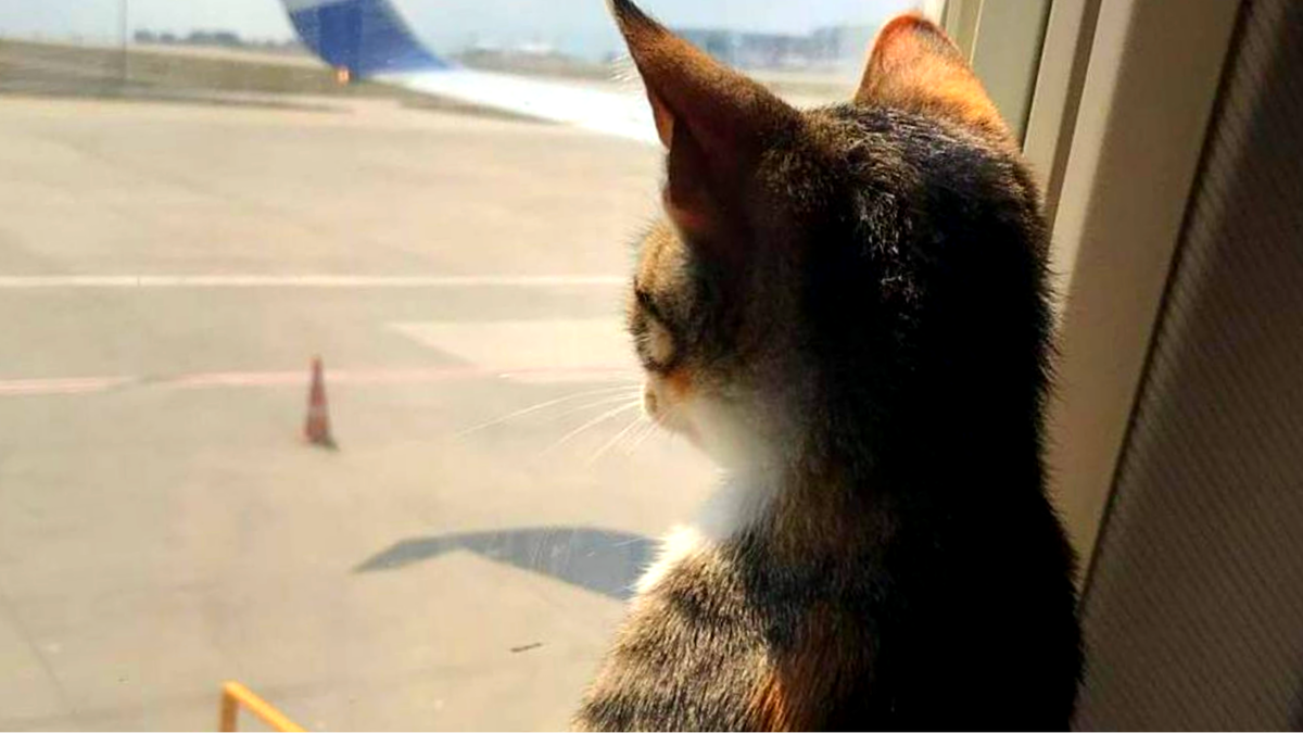 "Хвост трубой - лечу с тобой!" ЕЩЕ фото --->>