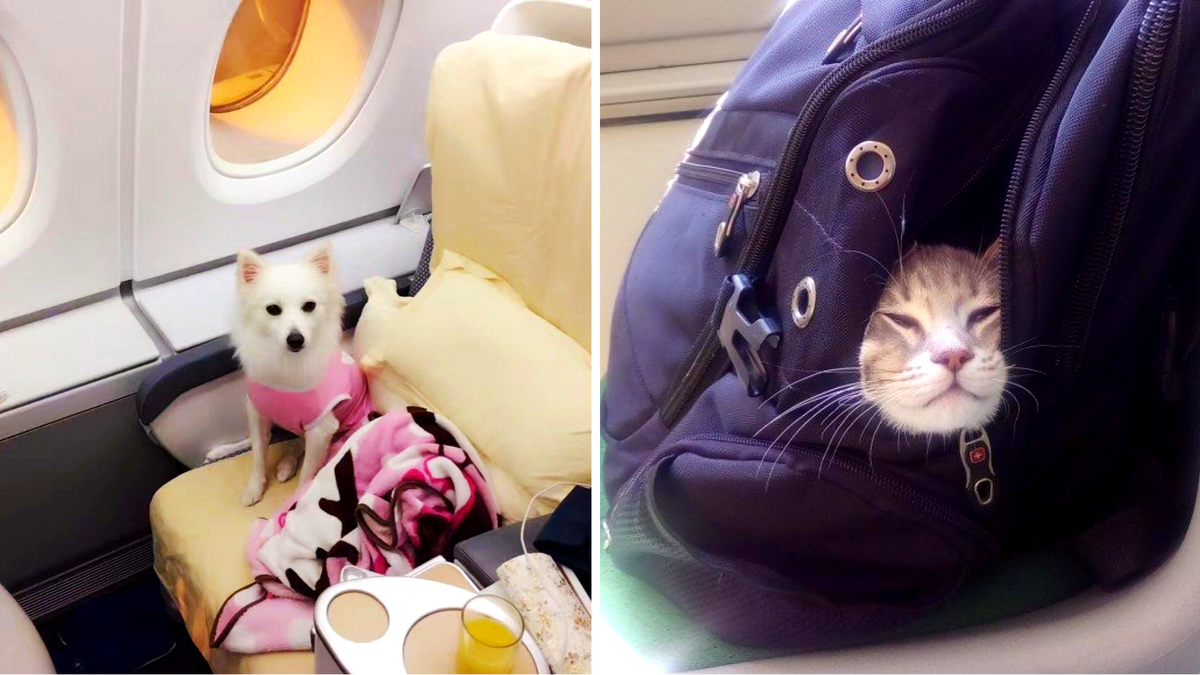 Успешность полета определяется еще и тем, где ты летишь: в бизнесе или экономе