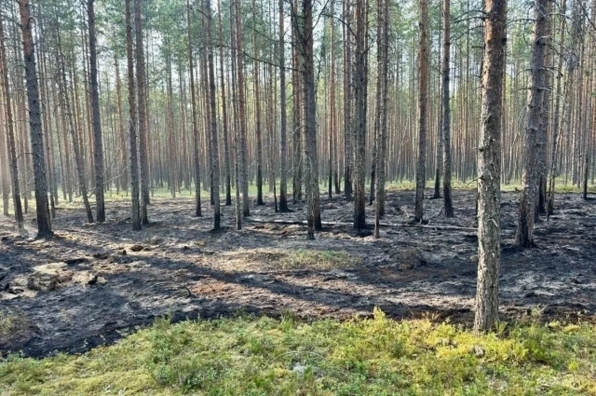    В Карелии действует 21 лесной пожар