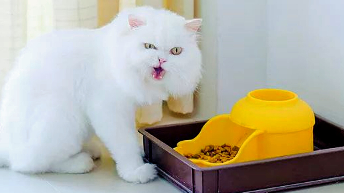 Да ладно?! Это что - диетический корм?!