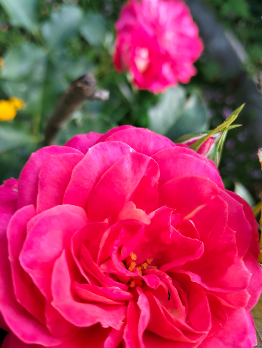 Она любила розы.Фото автора.