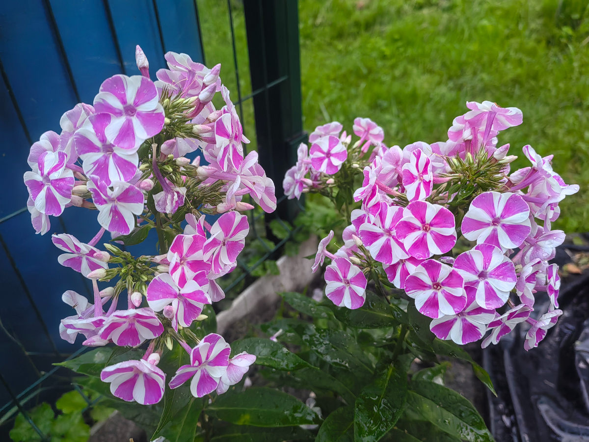 Бамбини Кенди Краш.