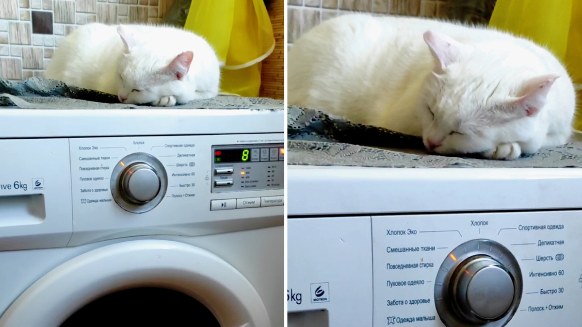 Наша Сонечка считает, что спать а стиралке в режиме отжима - особый кайф!