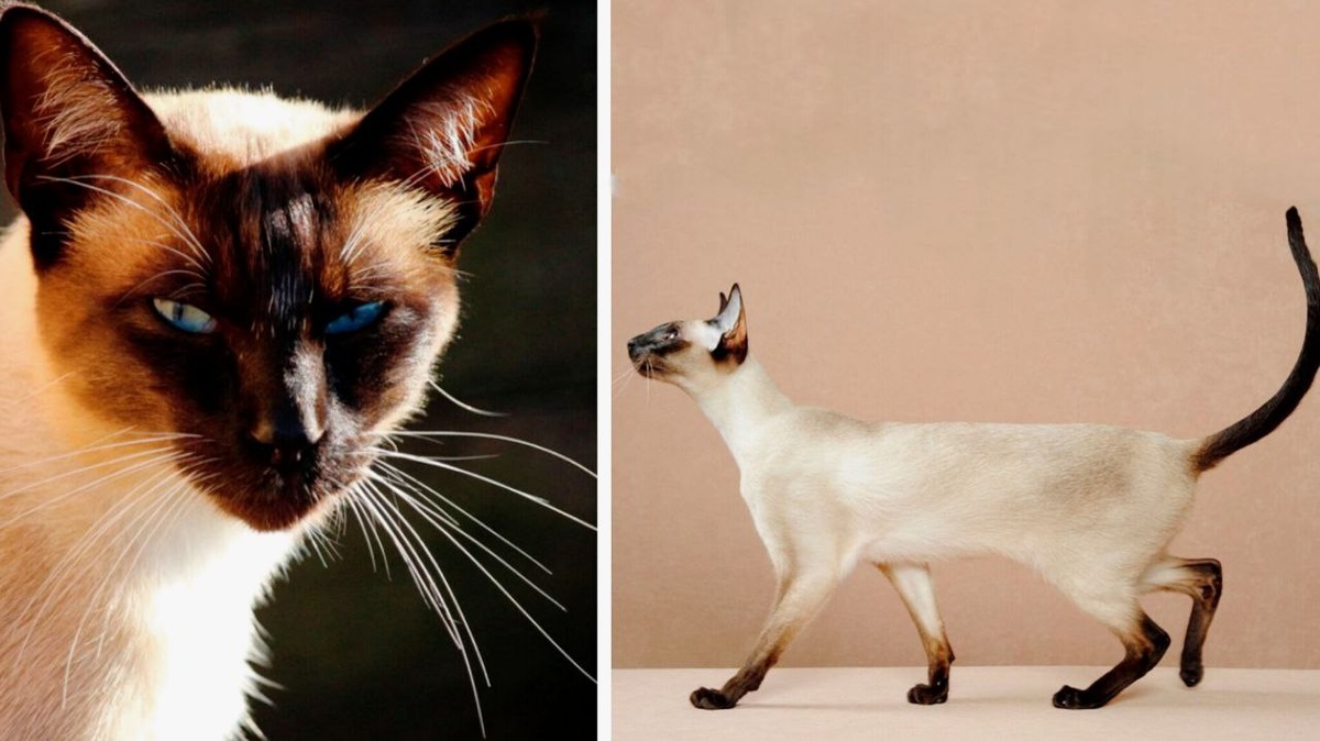 Сиамская кошка