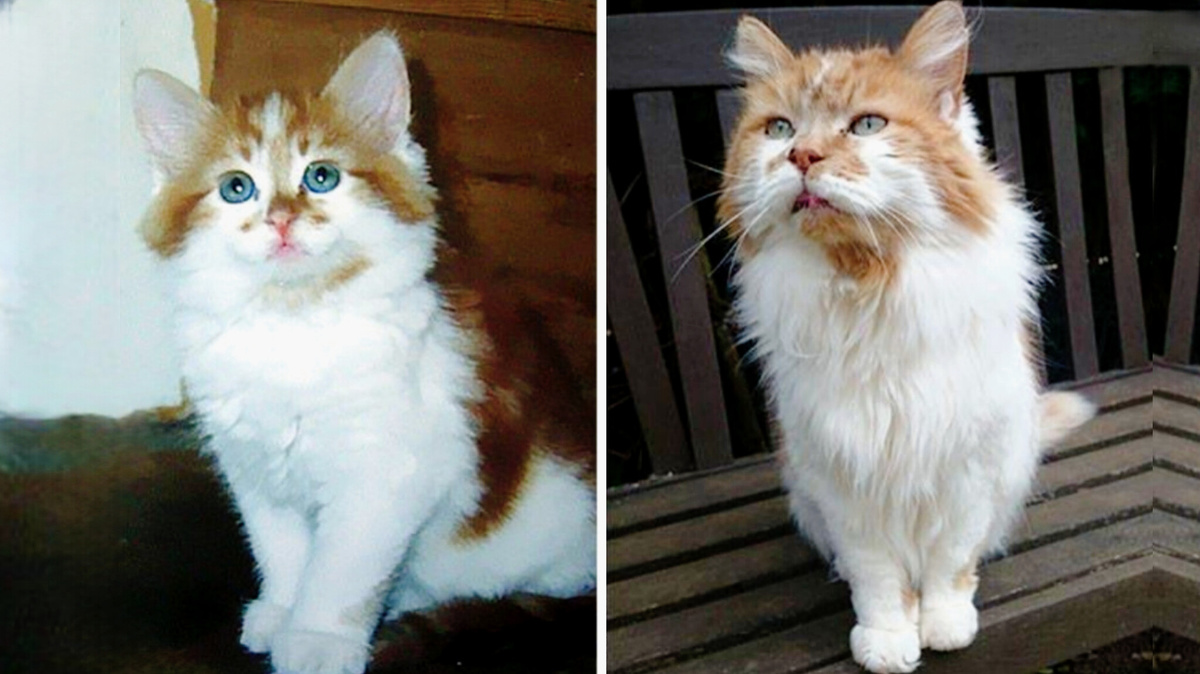 Это известный долгожитель - Раббл. Слева - в 4 мес., справа в 22 года. А дожил кот до 31 года (130 лет по человеческим меркам). А потом - ушел погулять и не вернулся.