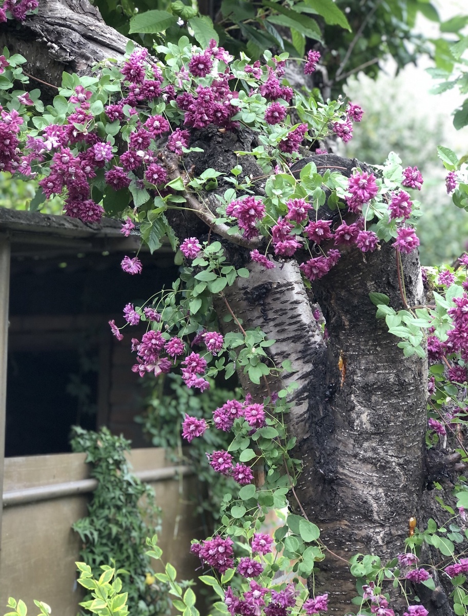 Пурпуреа Плена Элеганс хорошо устроился на старом дереве. 