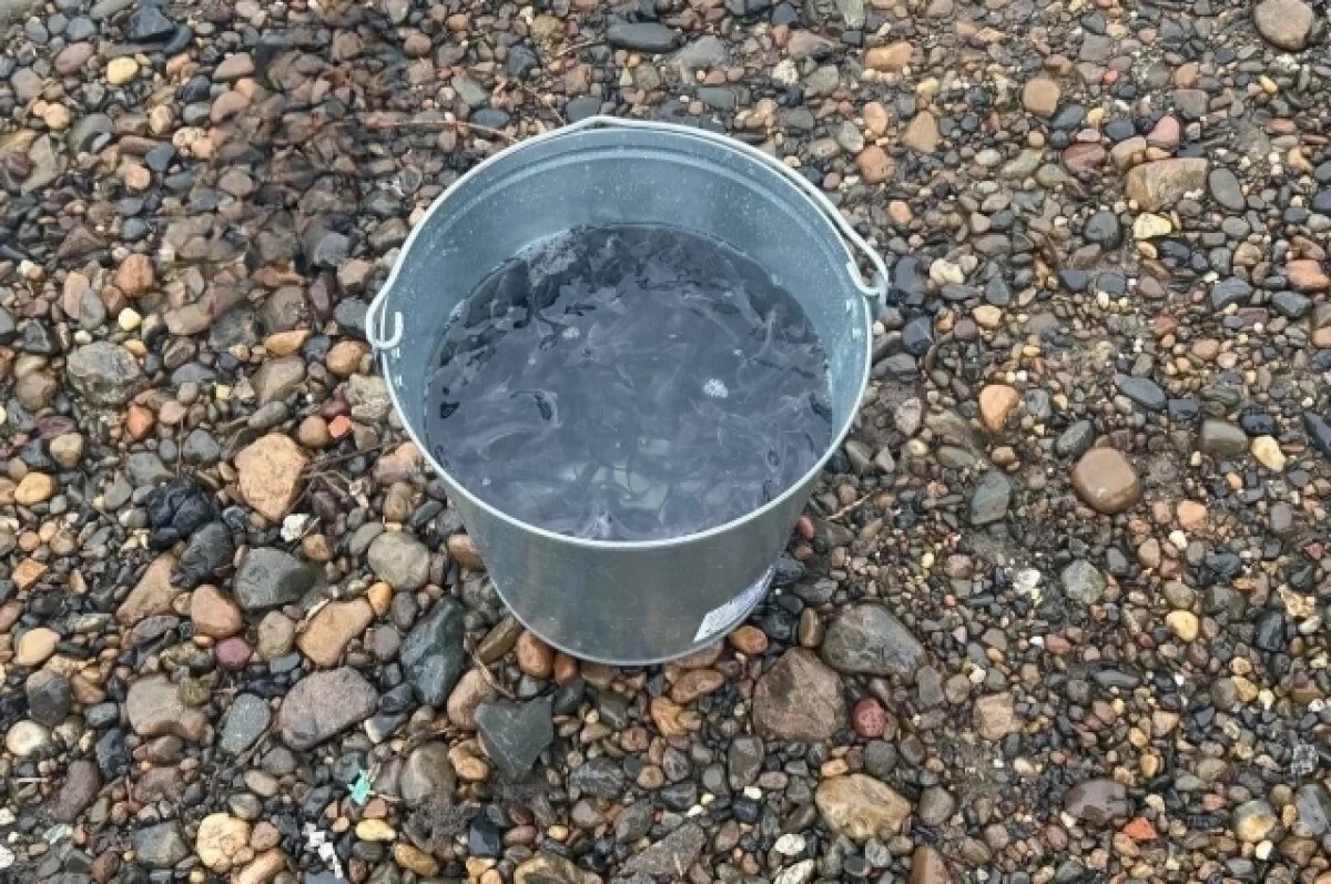    В Томской области выпустили более 1,5 тысячи экземпляров стерляди