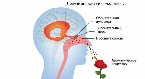 Запахи идут в обход сознания — прямо к эмоциям